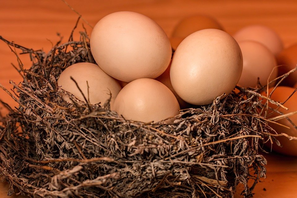 Cómo criar pollos en tu patio para tener huevos frescos