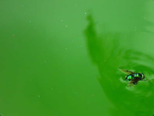 se puede nadar en una piscina verde