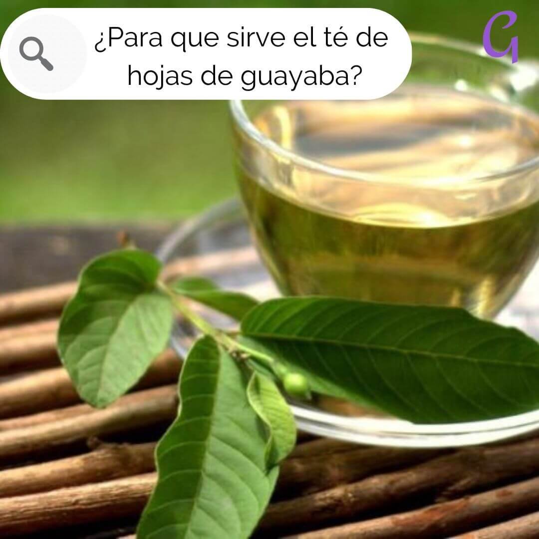 para que sirve el te de hojas de hojas de guayaba (1)