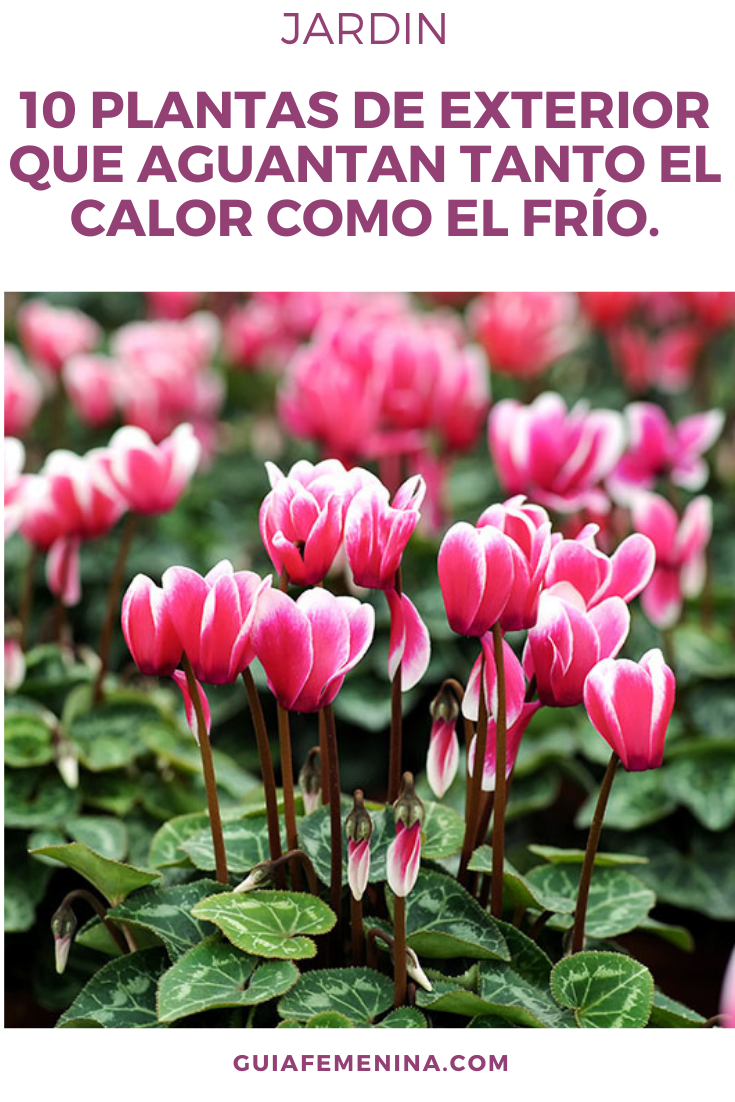 10 plantas de exterior que aguantan tanto el calor como el frío.