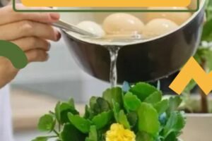 Beneficios de regar las plantas con el agua de huevos cocidos.