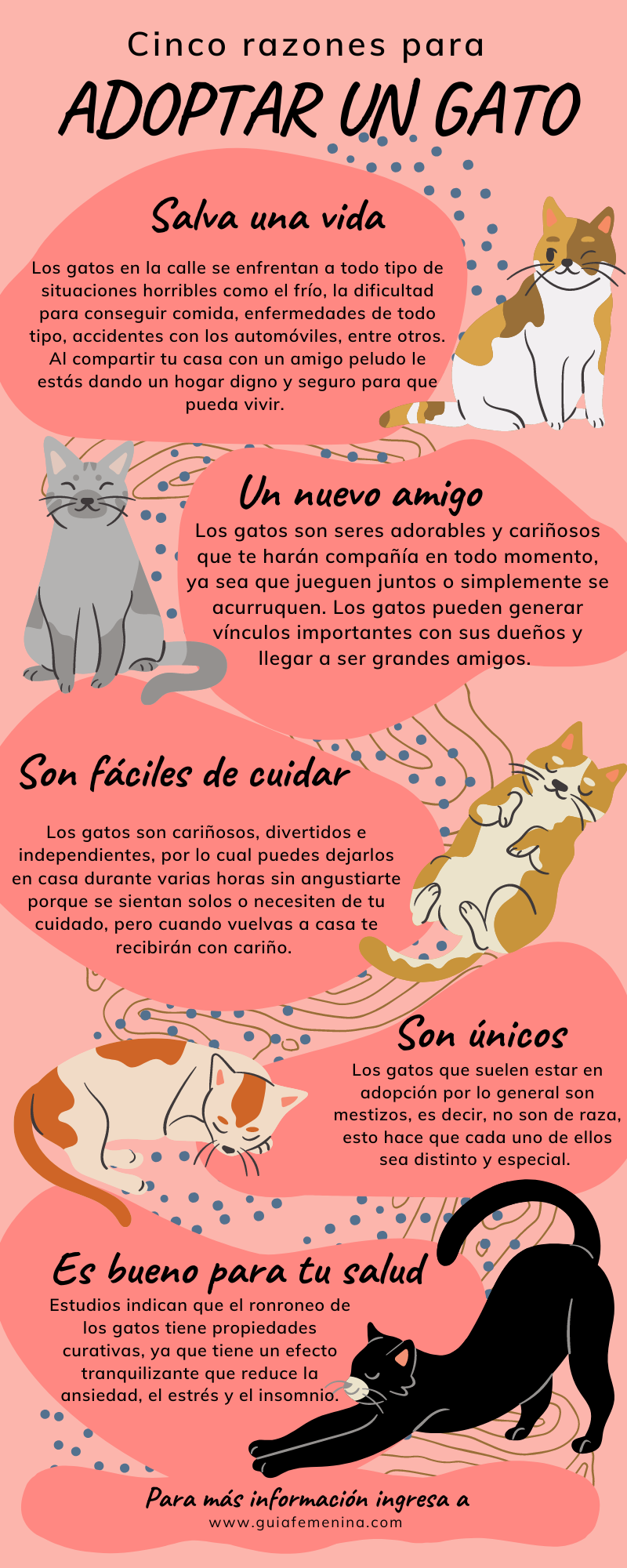 Cinco razones para adoptar un gato.